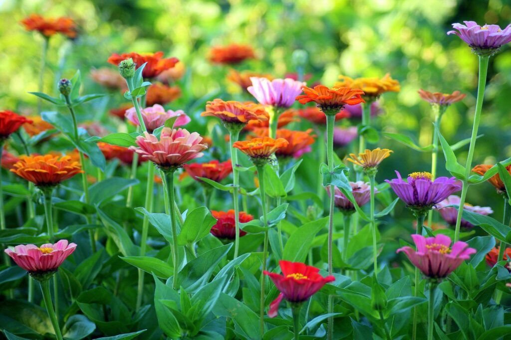 Plant Diversity