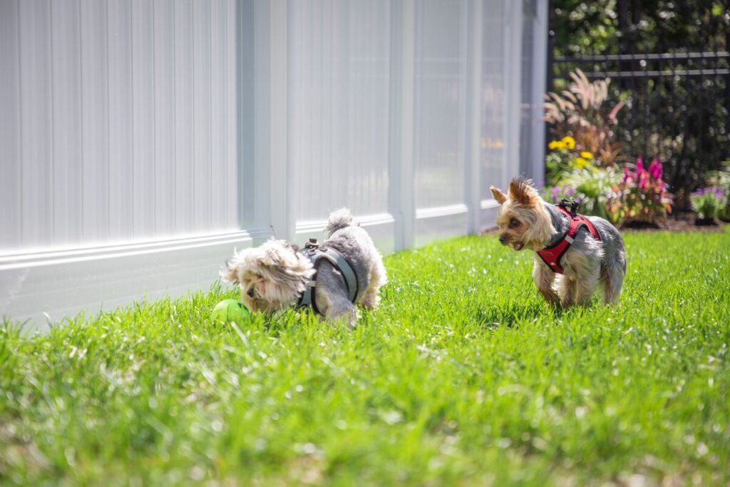 Pets Friendly Fencing