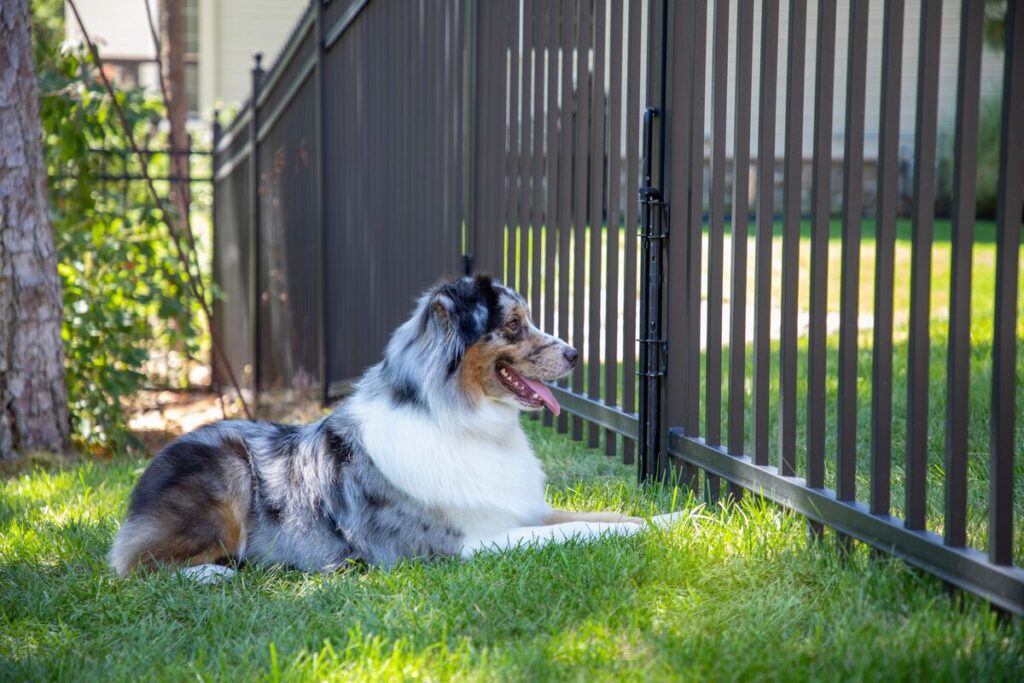 Pet-Friendly Fencing