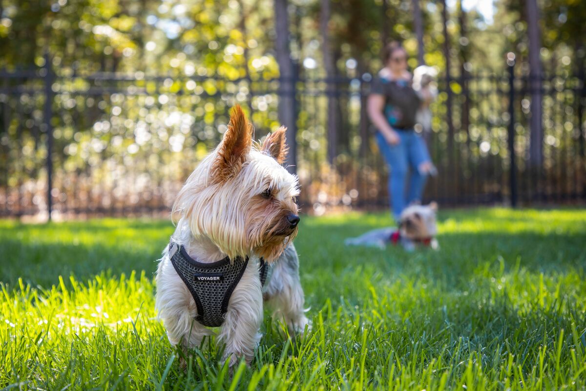 Pet-Friendly Fencing